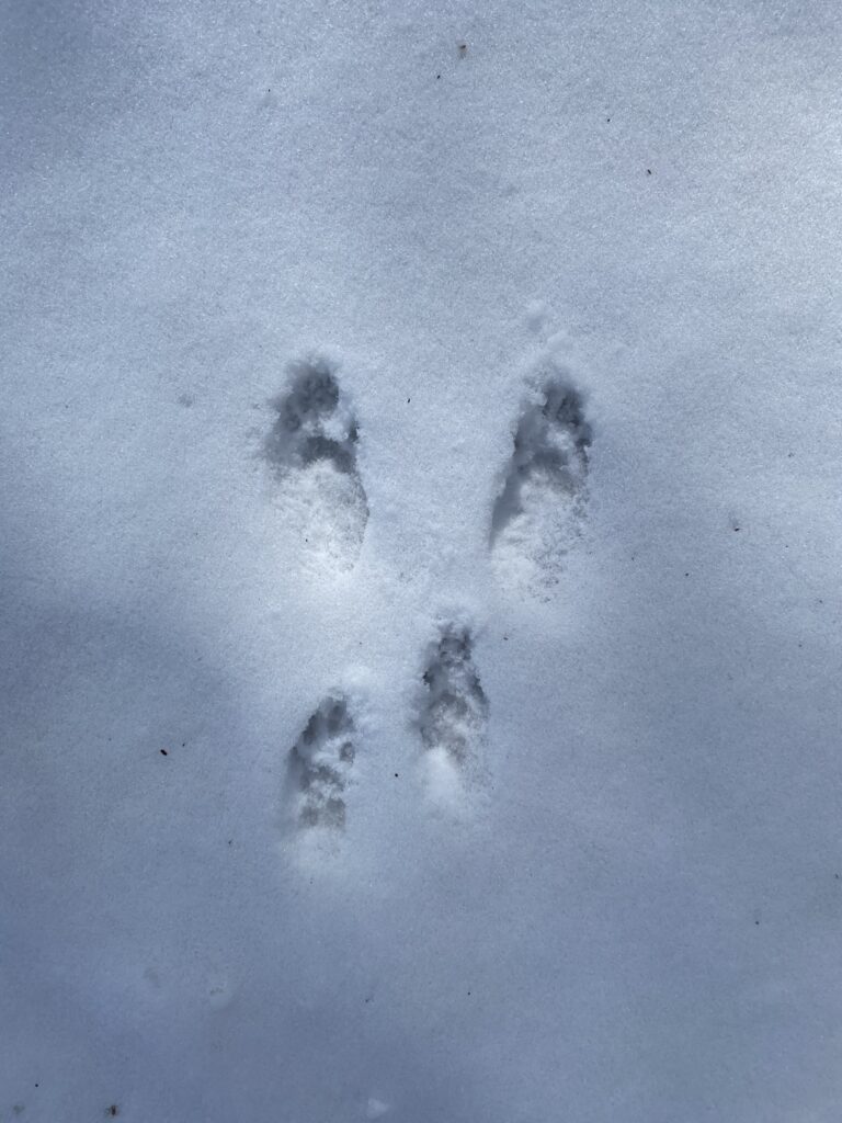 Set of small animal footprints on snowy ground lit by sunlight with shadows darkening the photo's edges.