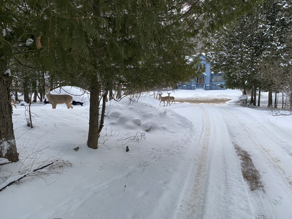 view of several deer from a snowy driveway bordered by cedar trees