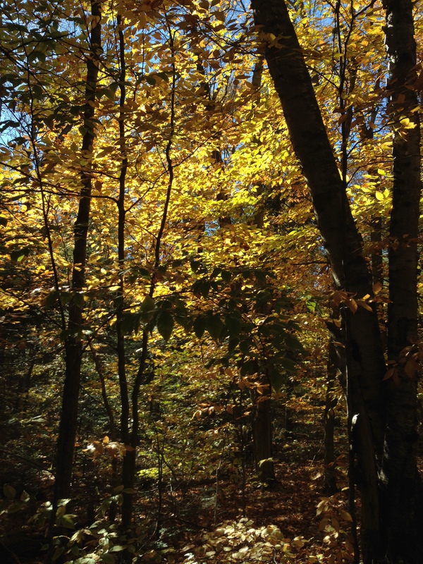 a stand of beech trees