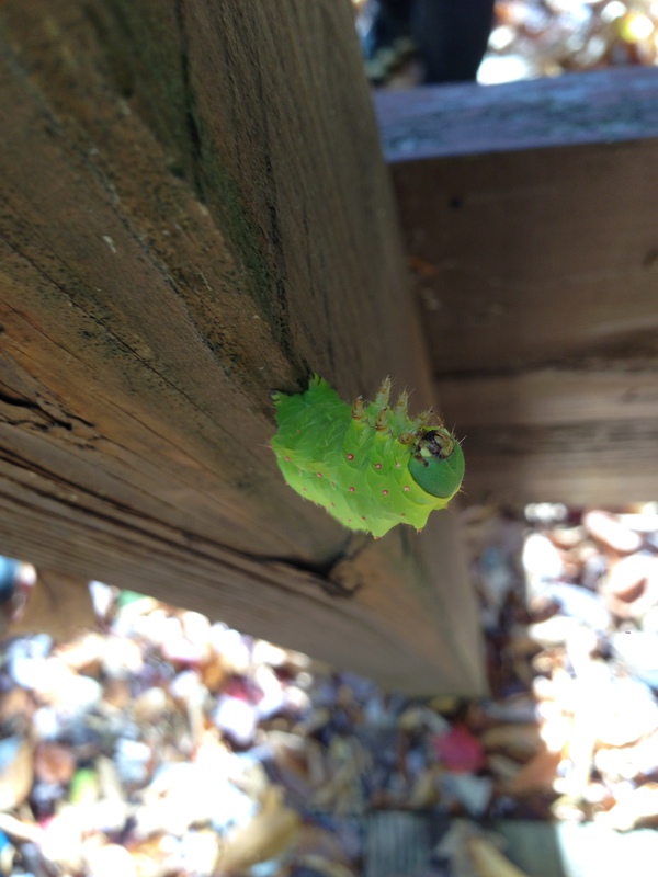 an unidentified insect