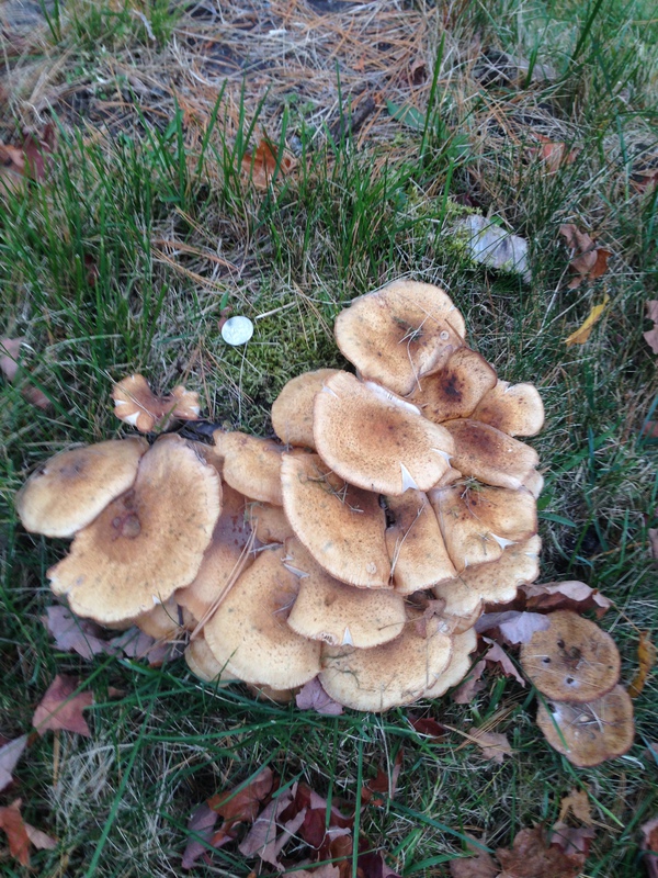 a large fruiting body in my frontyard