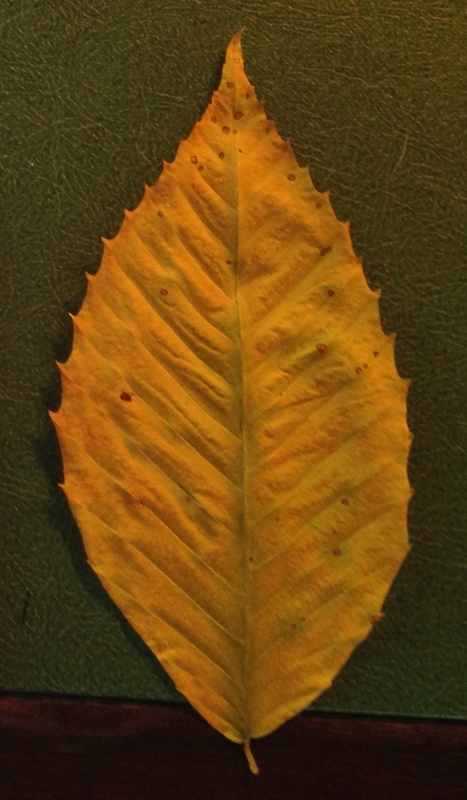 my collected leaf, in detail.
